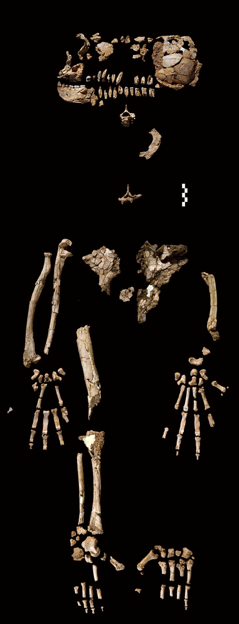 The sorted bones of Ardi